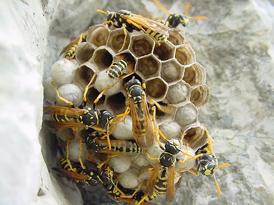 Vespe e calabroni: come eliminare i loro nidi